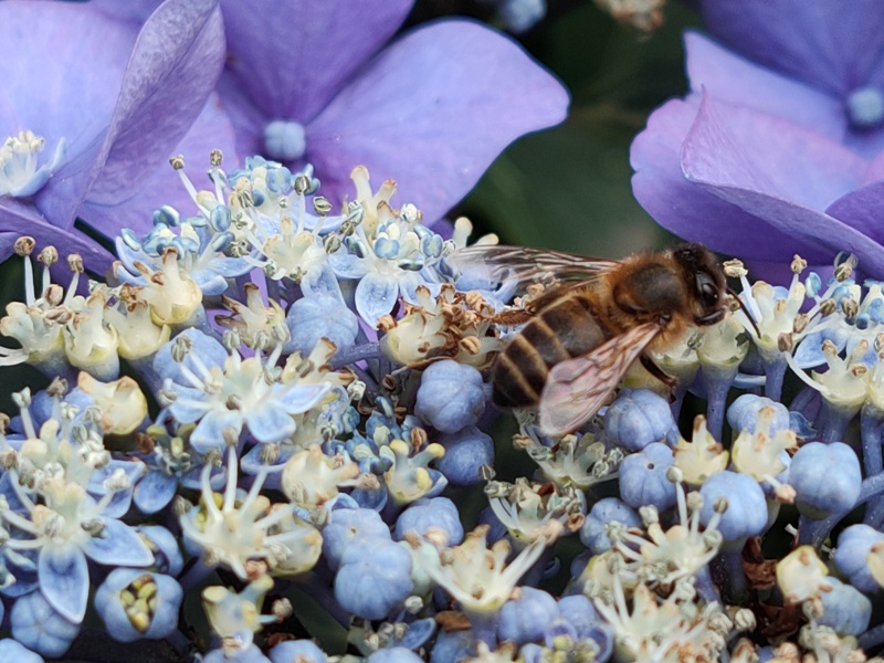 Bij op Hortensia World of Bliss