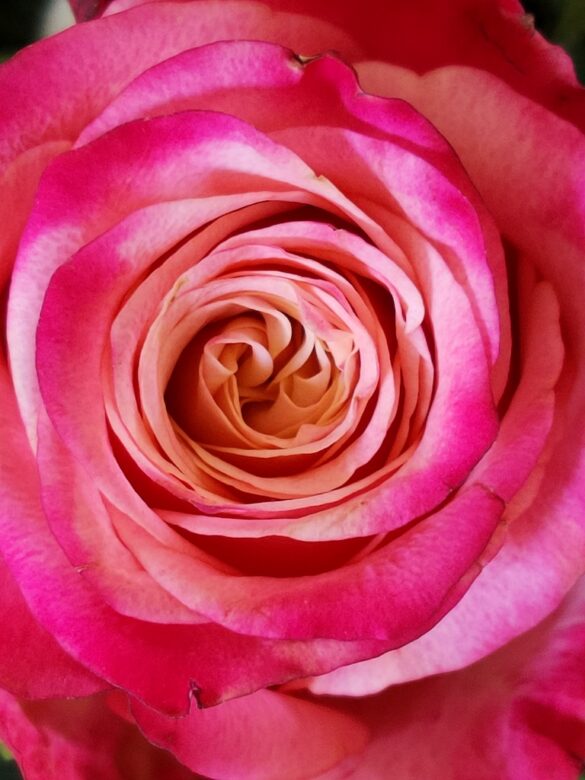 Flowerphotography Rose